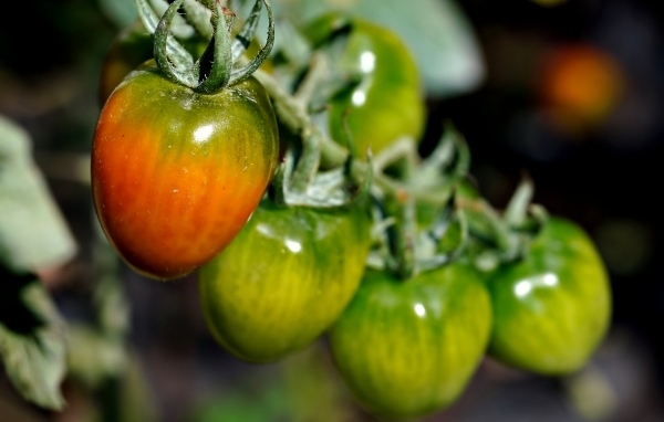 Созревающие томаты на ветке