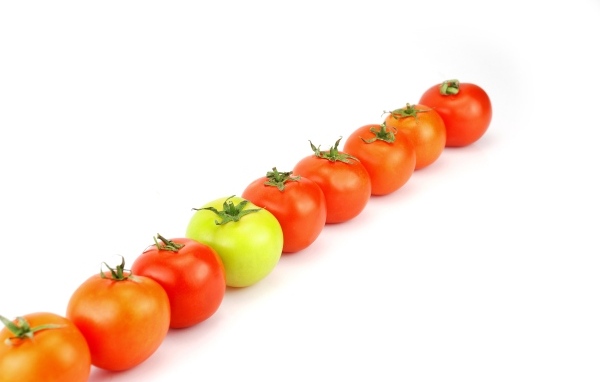 Ряд из помидоров на белом фоне