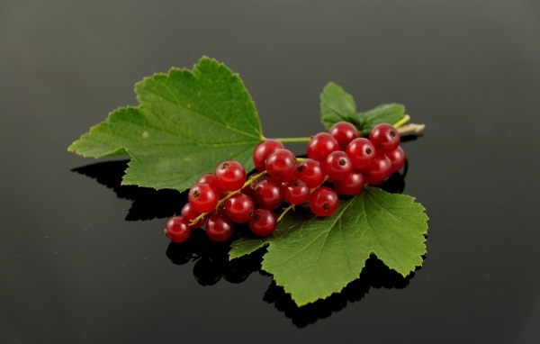 Гроздь красной смородины с зелеными листьями на сером фоне