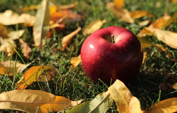 Большое красное яблоко лежит на траве с листвой