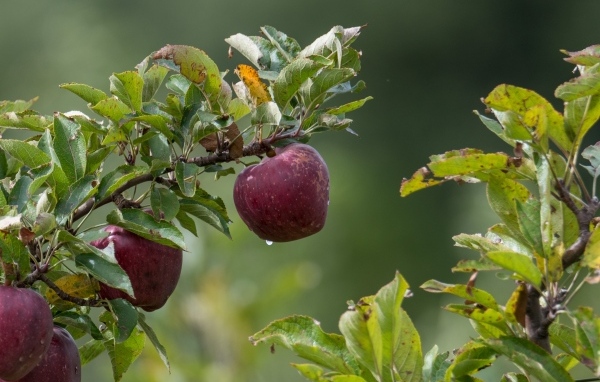 Большие красные яблоки на ветке дерева 