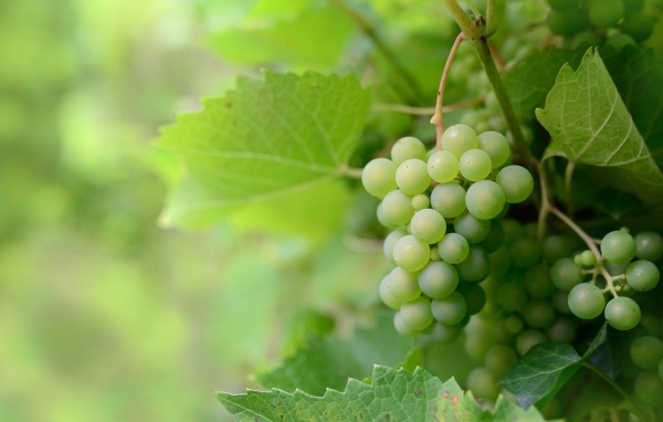 Гроздья зеленого винограда в листьях