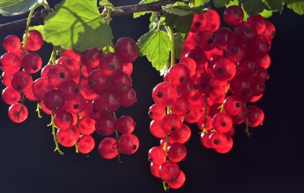 Гроздья красной смородины на ветке в лучах солнца
