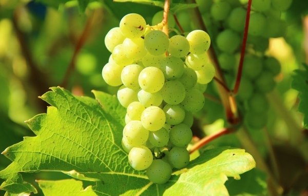 Зеленый виноград в листьях в лучах солнца