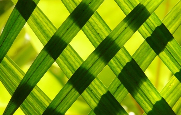 Зеленые листья выложили решеткой