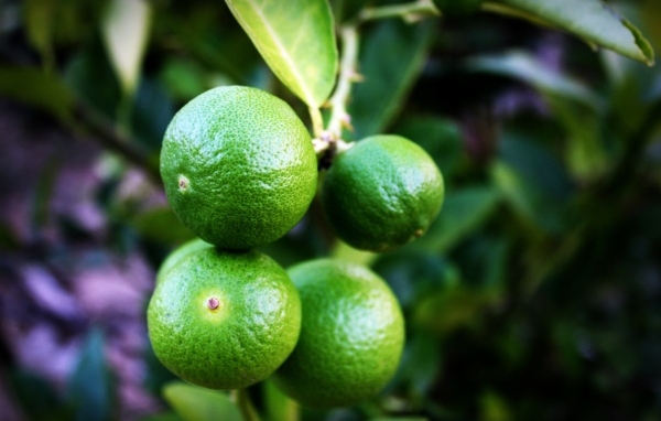 Зеленые лаймы на ветке дерева