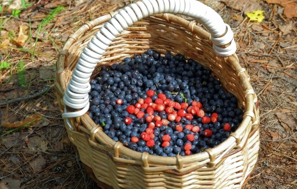 Большая корзина с ягодами черники в лесу