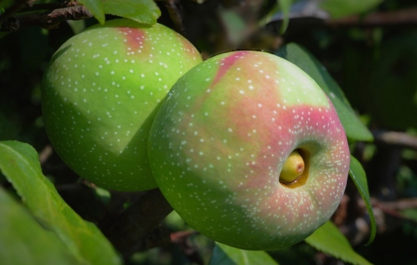 Большие крупные яблоки на ветке дерева