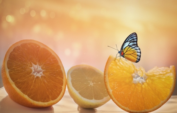 Большие оранжевые апельсины и лимон с бабочкой