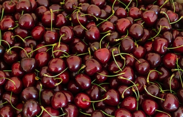 Много вкусной спелой красной черешни 