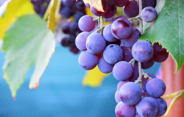 Розовый сладкий виноград крупным планом