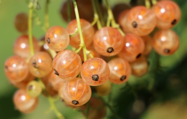 Красная смородина созревает на ветках