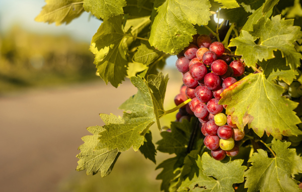 Спелая гроздь розового винограда в листьях