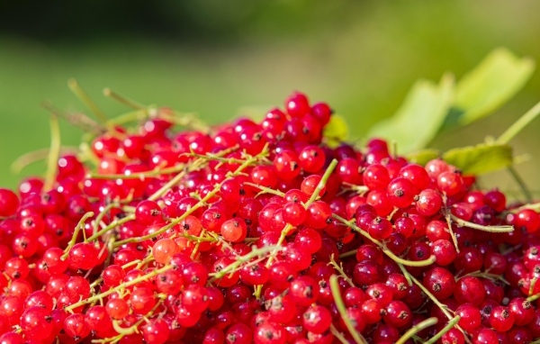 Ягоды спелой красной смородины