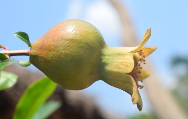 Плод граната созревает на ветке дерева