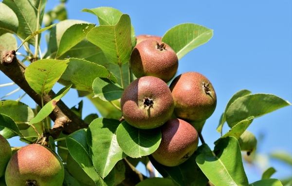 Недозрелые груши на ветке дерева