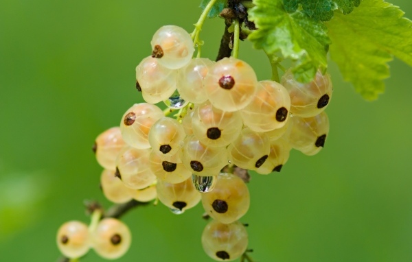 Желтая смородина на ветке крупным планом