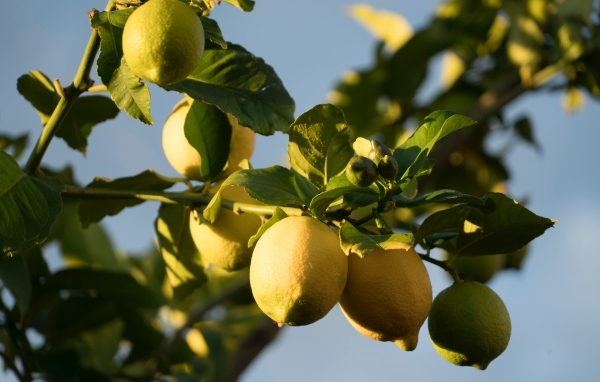 Желтые лимоны на ветках в лучах солнца
