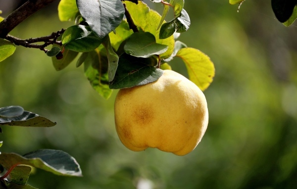 Желтый плод айвы на ветке дерева