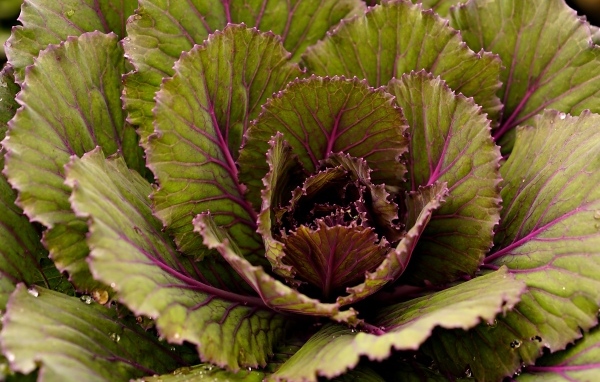 Большие капустные листья