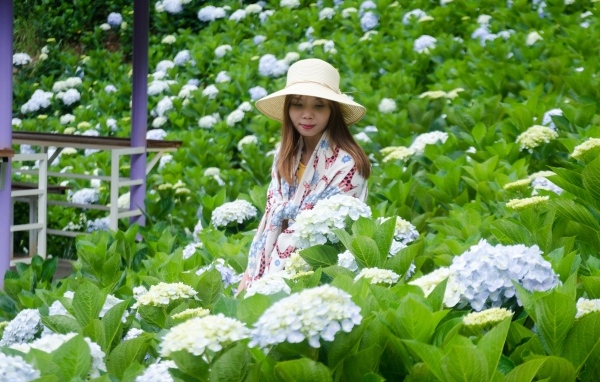 Девушка азиатка сидит в цветах гортензии