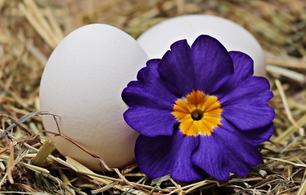 Два белых яйца с цветком на Пасху