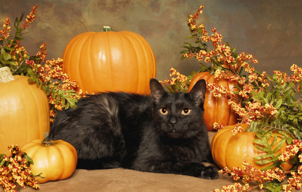Черный кот с тыквами на Хэллоуин