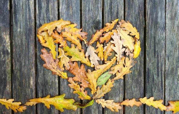 Сердце из опавших листьев дуба