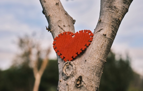 Красное сердце висит на дереве