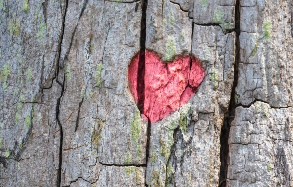 Красное сердце на коре дерева