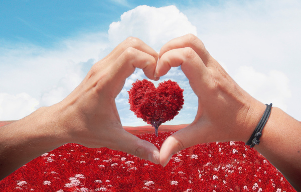 Две руки создают сердце на фоне дерева