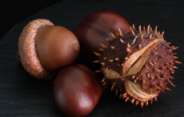 Сухие каштаны и желуди на черном фоне