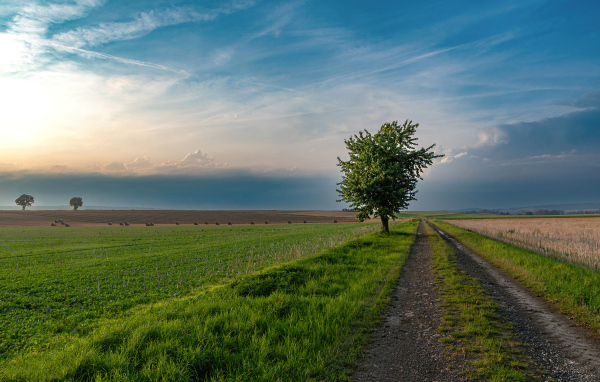 Зеленое дерево на поле под красивым небом летом