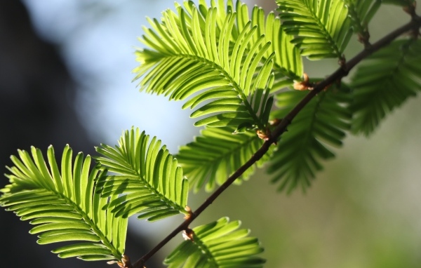 Зеленые молодые листья дерева весной