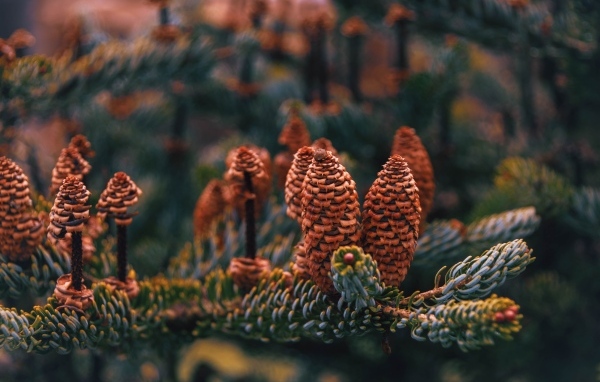 Много больших  коричневых шишек на ветке ели