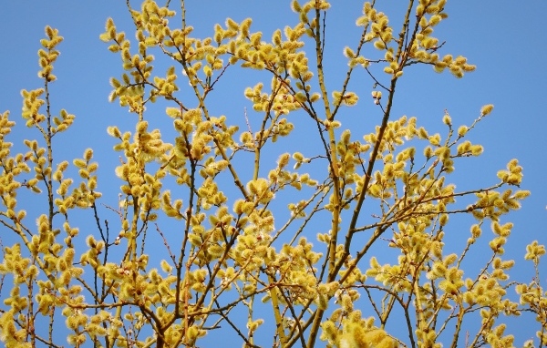 Желтые ветки вербы на фоне голубого неба