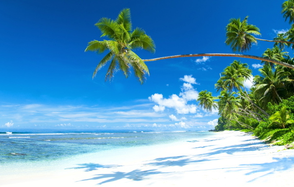 Тени от зеленых пальм на песке у моря