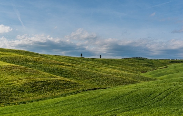 Красивые зеленые ячменные холмы летом