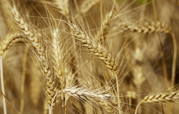 Колосья спелой пшеницы крупным планом
