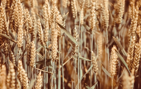 Спелые колосья пшеницы на поле крупным планом