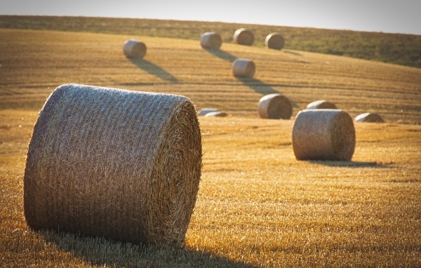 Рулоны сена на поле в лучах солнца осенью