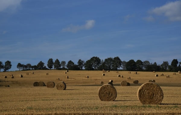 Рулоны сена на поле под голубым небом
