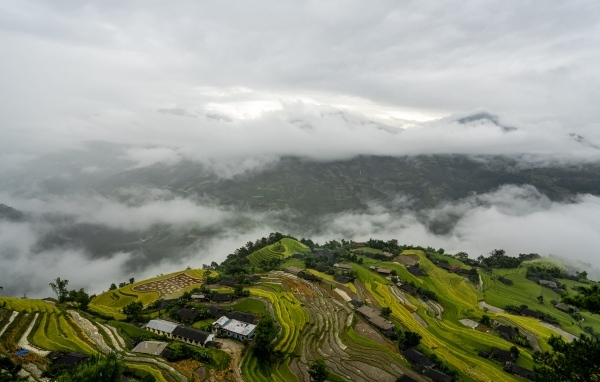 Вид сверху на плантации в тумане