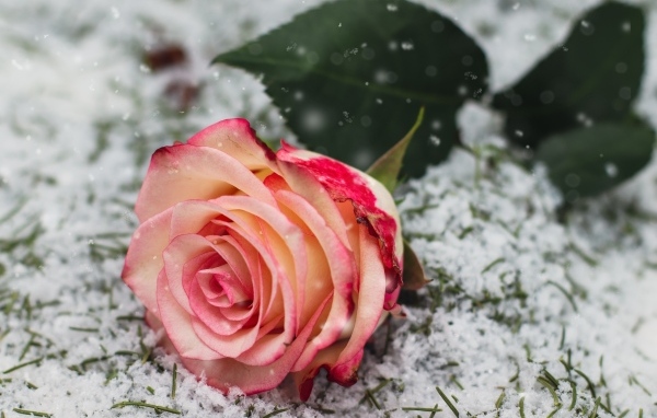 Красивая роза лежит на снегу 