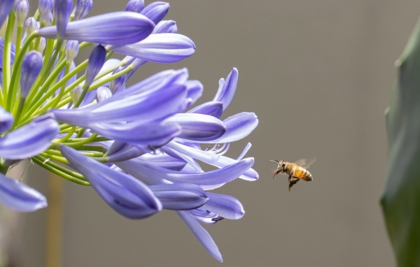 Пчела летит к цветам африканской лилии 