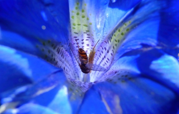 Пчела опыляет цветок горечавки