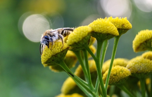 Пчела сидит на цветке пижмы