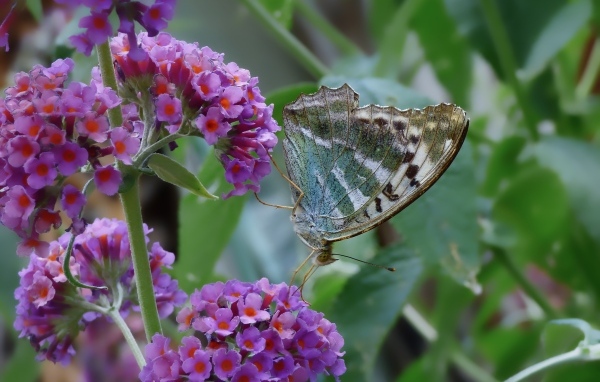 Бабочка сидит на мелких сиреневых цветах