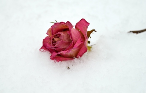 Сухая роза лежит в холодном белом снегу