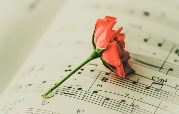 Сорванный цветок розы на нотной тетради